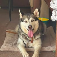 Niva sucht ein liebevolles Zuhause, Hündin zur Adoption