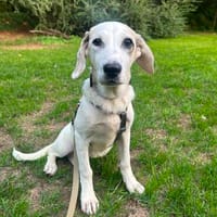 Dolly sucht ein liebevolles Zuhause, Hündin zur Adoption