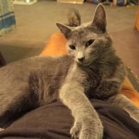 Hanni sucht ihr für immer zu Hause !, Katze zur Adoption