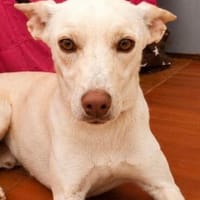 lieber Chimo, ca. 40 cm hoch, Hund zur Adoption