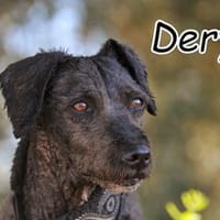 Derya wartet nun auf ein eigenes Zuhause..., Hündin zur Adoption