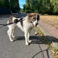 June sucht ein liebevolles Zuhause, Hündin zur Adoption