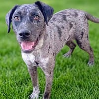 Verträgliche, liebe Polka sucht schönes Zuhause, Hündin zur Adoption