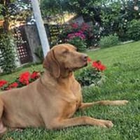 Daena sanftmütige Seele sucht zu Hause!, Hündin zur Adoption