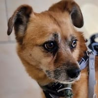 Lilo sucht ein Zuhause, Hündin zur Adoption