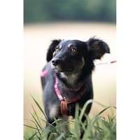 Ladybug - wartet in 91320 Ebermannstadt, Hündin zur Adoption