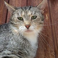 Minka, Katze zur Adoption