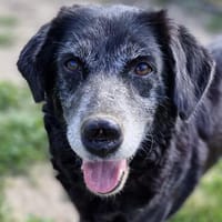 Jara, Hündin zur Adoption