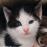 Katzenkind KARL, Kater zur Adoption