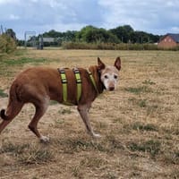 Freundlicher, braver Zeta1 sucht seine Familie, Hund zur Adoption