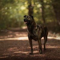 Rosa - eine treue Seele, Hündin zur Adoption