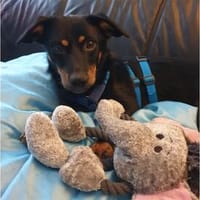 Ottoh - wartet in 59199 Bönen, Hund zur Adoption