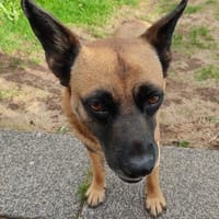 Traumhund  VIOLETA  Bereits in Deutschland !, Hündin zur Adoption