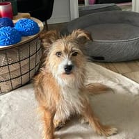Fiji sucht ein liebevolles Zuhause, Hund zur Adoption