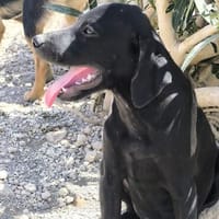 Nano, Hund zur Adoption