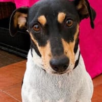 liebe Lena, katzenlieb, ca. 45 cm hoch, Hündin zur Adoption