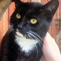 Mogli, Kater zur Adoption