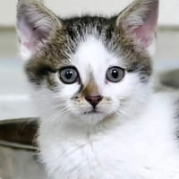 Katzenkind TINKERBELL, Katze zur Adoption