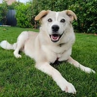 Dakota wartet sehnsüchtig auf ihre Menschen 🍀, Hündin zur Adoption