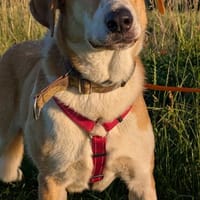Maya sucht ihr endgültiges Zuhause!, Hündin zur Adoption