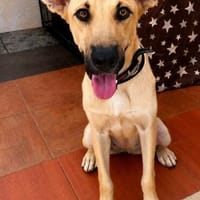 liebe, fröhliche Libby, wird ca. 50/55 cm hoch, Hündin zur Adoption
