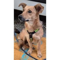 Queeny - wartet in 74535 Mainhardt, Hündin zur Adoption