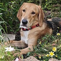 Frieda Mix Hündin ca. 1 Jahr alt in 41751, Hündin zur Adoption