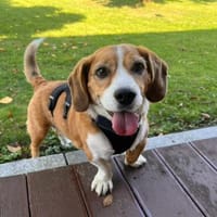 Picur, ruhiger Sonnenschein, ca. 8 Jahre, Hund zur Adoption