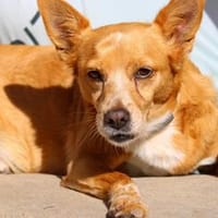 Niky, Pflegestelle in Hessen, Hund zur Adoption