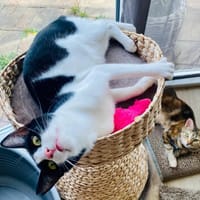 Gipsy, liebevolle Herzensbrecherin, ca.11 Monate, Katze zur Adoption