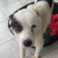 Willy💕liebes Kerlchen, Hund zur Adoption