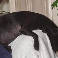 Zarte Hündin Candy 2, Hündin zur Adoption
