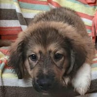 Biene💕hübsches Welpenmädchen, Hündin zur Adoption