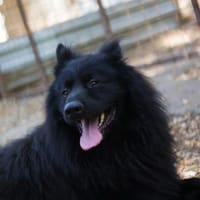 Buggie, lebensfroher Rüde, ca. 10 Jahre, Hund zur Adoption