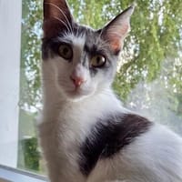 Dorian, fröhlicher Schmusekater, ca. 1 Jahr, Kater zur Adoption