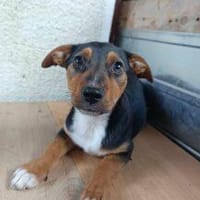 Spotty - kleiner Schatz, Hund zur Adoption