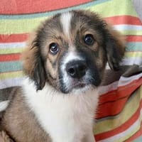 Brix💕sehr verspielt und neugierig, Hund zur Adoption