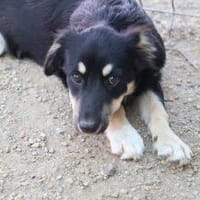 Bea S wünscht sich ein eigenes Körbchen, Hündin zur Adoption