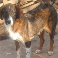 Yoko💕warum sieht mich niemand?, Hund zur Adoption