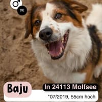 BAJU mit Herz und Charakter, Hund zur Adoption