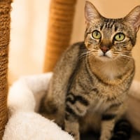 MOLLY, chatte à adopter