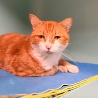 Berlioz CAB5489, chat à adopter