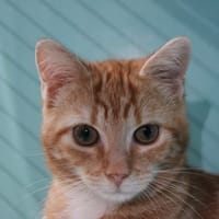 BABIBEL, chat à adopter