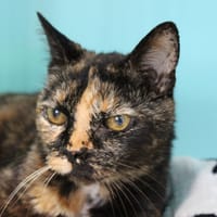 MINETTE, chatte à adopter