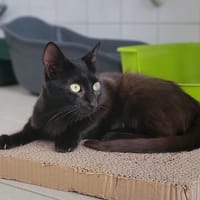 Satrami, chatte à adopter