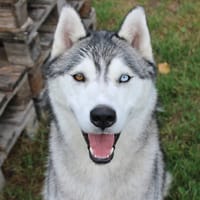 ALEX, chien à adopter