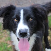 UKO, chien à adopter