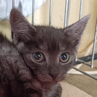 Agamemnon, chat à adopter