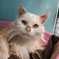 NOUGAT (J'ai trouvé ma famille), chat à adopter