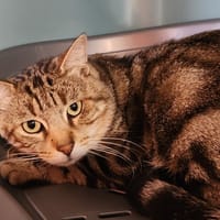 GREYJOY QCT, chat à adopter